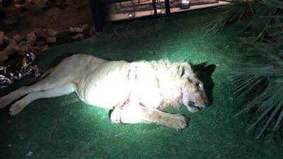 عاجل| تفاصيل التهام أسد صاحبه في العراق.. 7 رصاصات تنهي المأساة