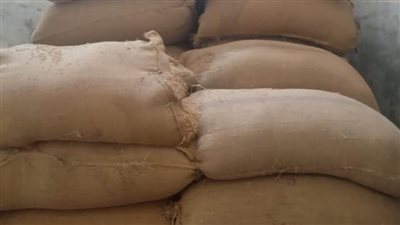 المنيا: استقبال 230 ألف طن من القمح بالشون والصوامع