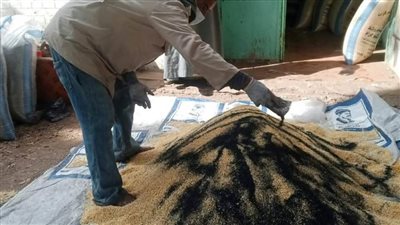 زراعة المنيا: حملة لمكافحة القوارض عقب حصاد المحاصيل الشتوية 