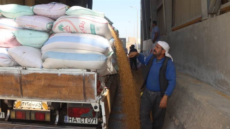 توريد قمح لصوامع