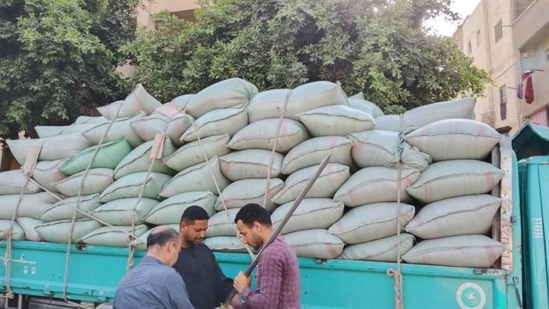 توريد محصول القمح