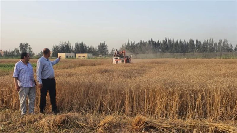 قمح جامعة دمنهور