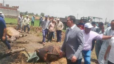 بالصور معاينة النيابة العامة والطب البيطري والوحدة المحلية بالمحمودية لحصر خسائر حريق مزرعة ماشية