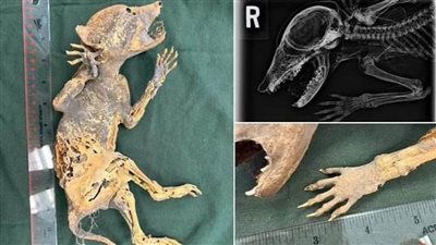 عاجل.. مخلوق محنط بأيدٍ تشبه أيدي البشر