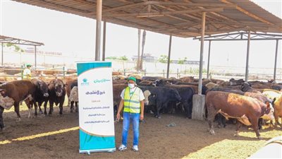  50 ألف كيلو لحوم أضاحي و75 عجلا بلديًا للأسر الأولى بالرعاية بقرى ونجوع المنيا