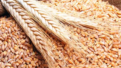 محافظ الشرقية: توريد 500 ألف طن من القمح لمواقع التخزين