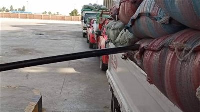 شون وصوامع المنيا تستقبل 330 ألف طن من محصول القمح