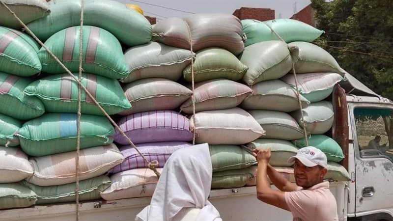 توريد القمح بالمنيا