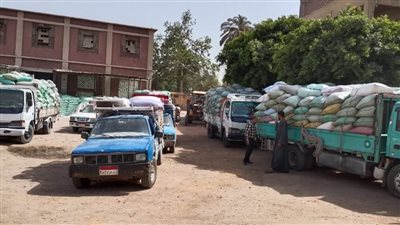 شون وصوامع المنيا تستقبل 390 ألف طن من محصول القمح 