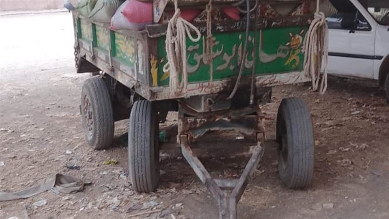 القمح المضبوط