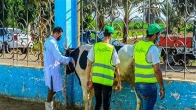 الأورمان تستعد لذبح وتوزيع 30 عجلًا خلال أيام التشريق في أسوان