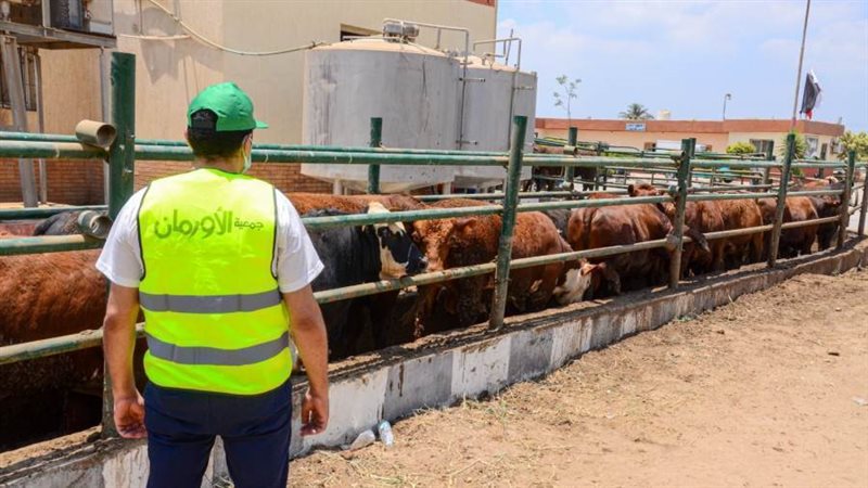 لحوم الأضاحى