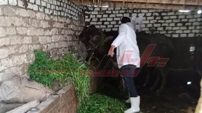 تحصين 250 ألف حيوان ضد مرضى الحمى القلاعية بكفر الشيخ