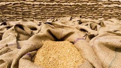 شون وصوامع الغربية تتسلم 129 ألف طن قمح 