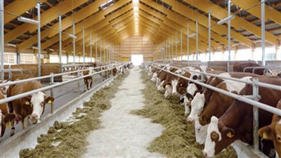 جمعية خبراء الضرائب : خطة الدولة لتنمية الثروة الحيوانية تهدف لزيادة الاكتفاء الذاتي من اللحوم الحمراء