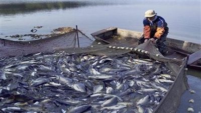 هيئة الثروة السمكية: مصر تحتل المرتبة الأولى أفريقيًا في إنتاج الأسماك 