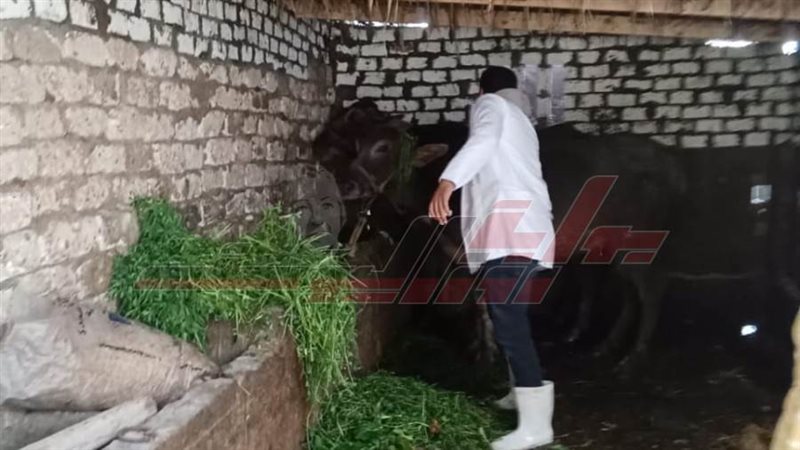 تحصين المواشي