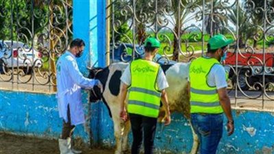 الأورمان والتضامن بأسوان: الإعلان عن ذبح 30 رأسًا من العجول خلال عيد الأضحى   