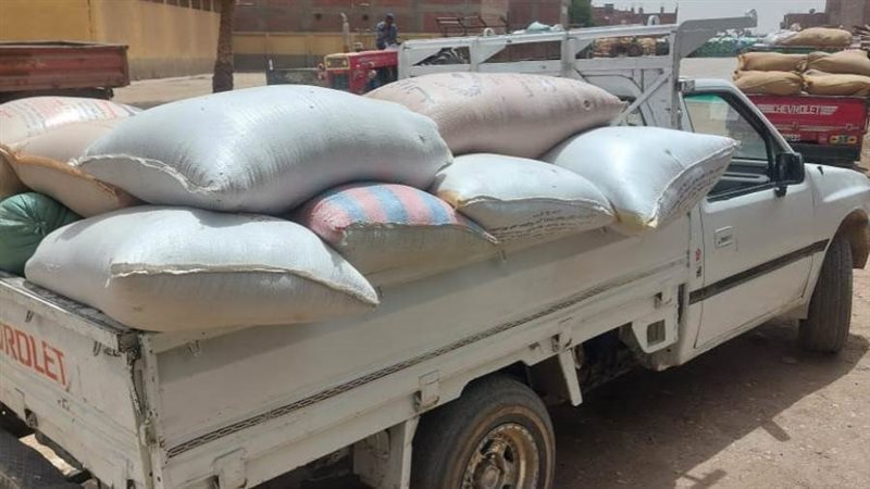 القمح المضبوط