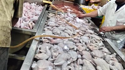 بالصور.. ضبط طن دواجن غير صالحة و9 أطنان ملح مجهولة المصدر في الغربية