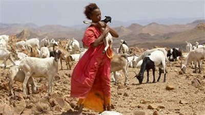 عند الماساي: الماشية هبة الإله وذبيحة الحياة