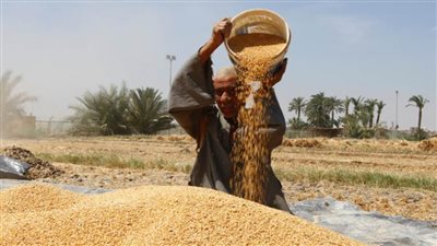 انتظام توريد واستلام كميات القمح بموسم بأسوان بواقع 435 ألفًا و850 طنًا حتى الآن 