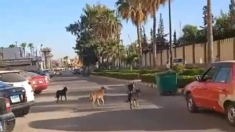 الكلاب الضالة تنتشر