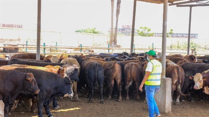 اضاحى الاورمان