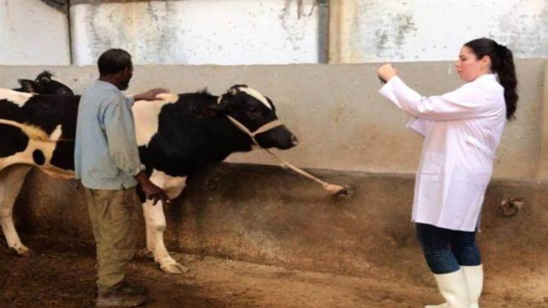 تحصين الماشية ضد