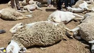 بالصور.. سيارة نقل بمقطورة تدهس قطيعًا من الأغنام ونفوقها في الغربية