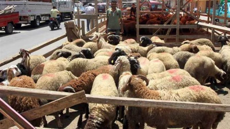 الشوادر وأماكن بيع