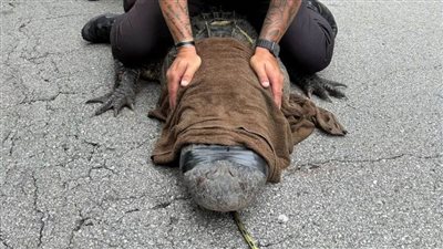 بالصور.. تمساح في عين الشرطة الأمريكية ديناصور