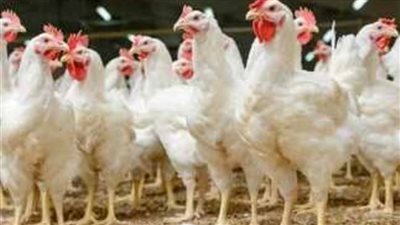 سعر الفراخ البيضاء اليوم الجمعة وكرتونة البيض