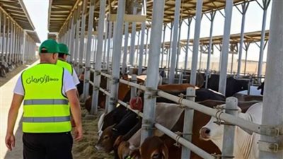 الأورمان بأسوان: استمرار ذبح وتوزيع 30 رأس ماشية على الأسر الأولى بالرعاية