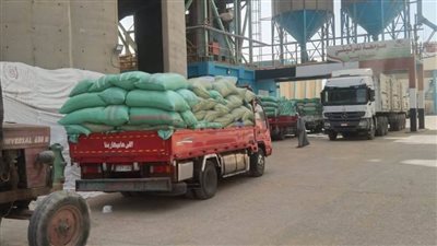 محافظ المنيا: توريد 507 آلاف طن قمح بالشون والصوامع