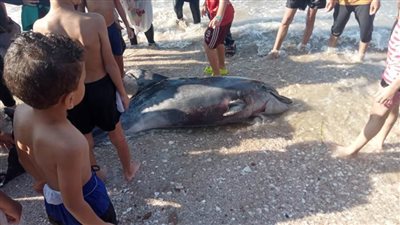 عاجل.. نفوق دولفين 