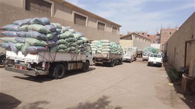استمرار أعمال توريد القمح بالمنيا وتوريد 510 آلاف طن 