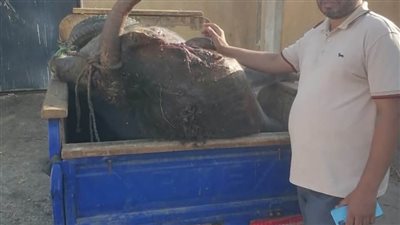 تموين المنيا يضبط عجلا نافقا ومذبوحا قبل سلخه وبيعه للمواطنين وتحرير 181 مخالفة تموينية