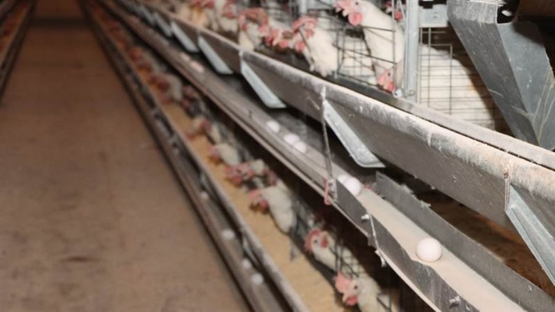 مشروعاات الدواجن