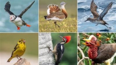 عاجل| خلال المائة عام القادمة.. 500 نوع من الطيور مهددة بالانقراض