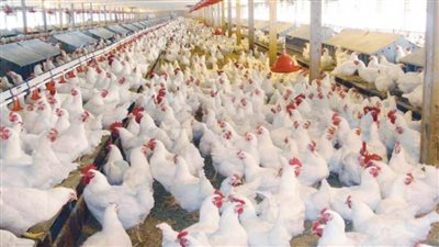 عاجل| سعر كيلو الفراخ البيضاء في بورصة الدواجن اليوم الأربعاء 