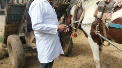 تحصين 138 ألف رأس ماشية خلال حملات للطب البيطري في الدقهلية