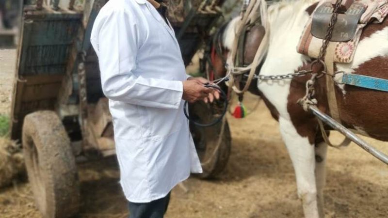 الكشف على الماشية