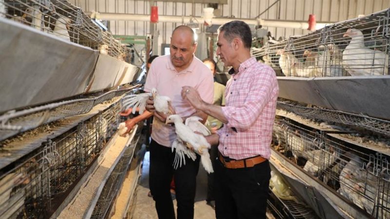 مشروعات الدواجن ببنى