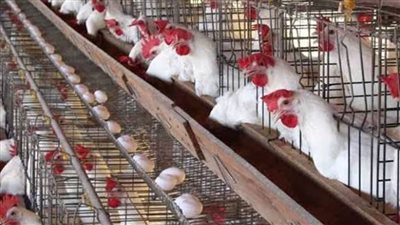 سعر الفراخ البيضاء اليوم في بورصة الدواجن