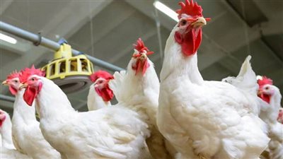 سعر الفراخ البيضاء اليوم و البيض في بورصة الدواجن 