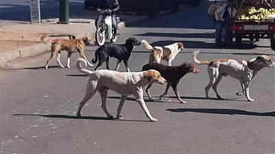 محافظ أسوان يقرر تشكيل لجنة لوضع الحلول العاجلة لمواجهة ظاهرة انتشار الكلاب الضالة