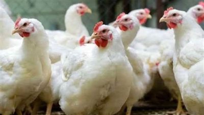 عاجل.. سعر الفراخ البيضاء اليوم بعد الارتفاع الجديد وبورصة الدواجن