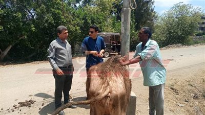  فحص وعلاج 2770 حيوانًا وطائرًا في قافلة بيطرية مجانية بقرية «الشطوط» ببيلا