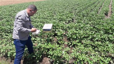 استمرار تكثيف المرور على زراعات القطن بزمام القنطرة غرب الإسماعيلية 